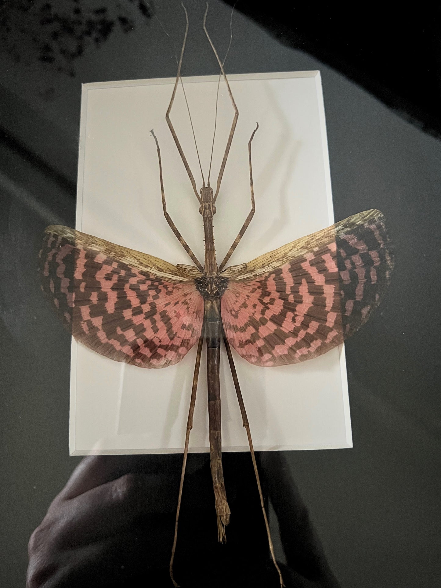 Tessellated Spiny Flying Stick Insect (Diesbachia Tamyris) in Shadow Box Frame