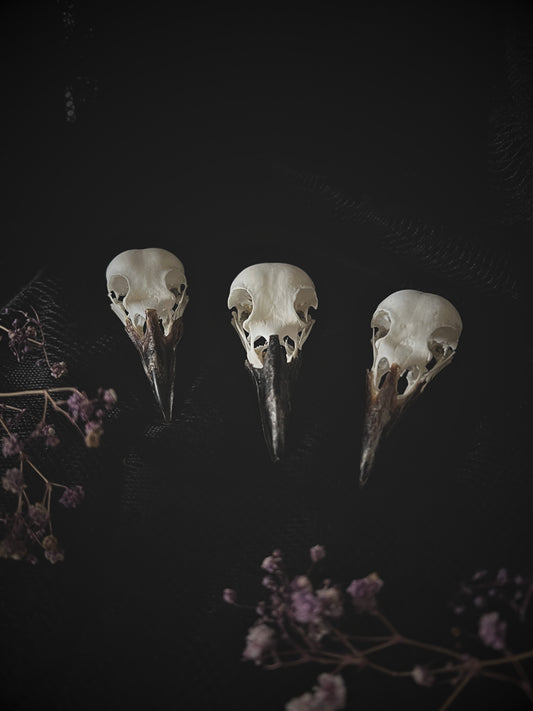 Complete Crow Skull | Corvus Corone | A Quality