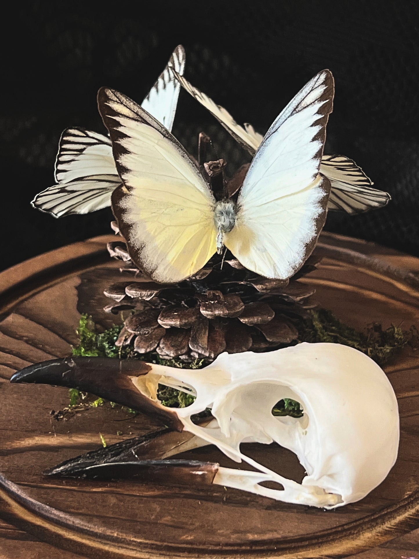 Eastern Striped Albatross Butterflies (Appias Libythea Olferna) & Crow Skull (Corvus Corone) in Glass Dome