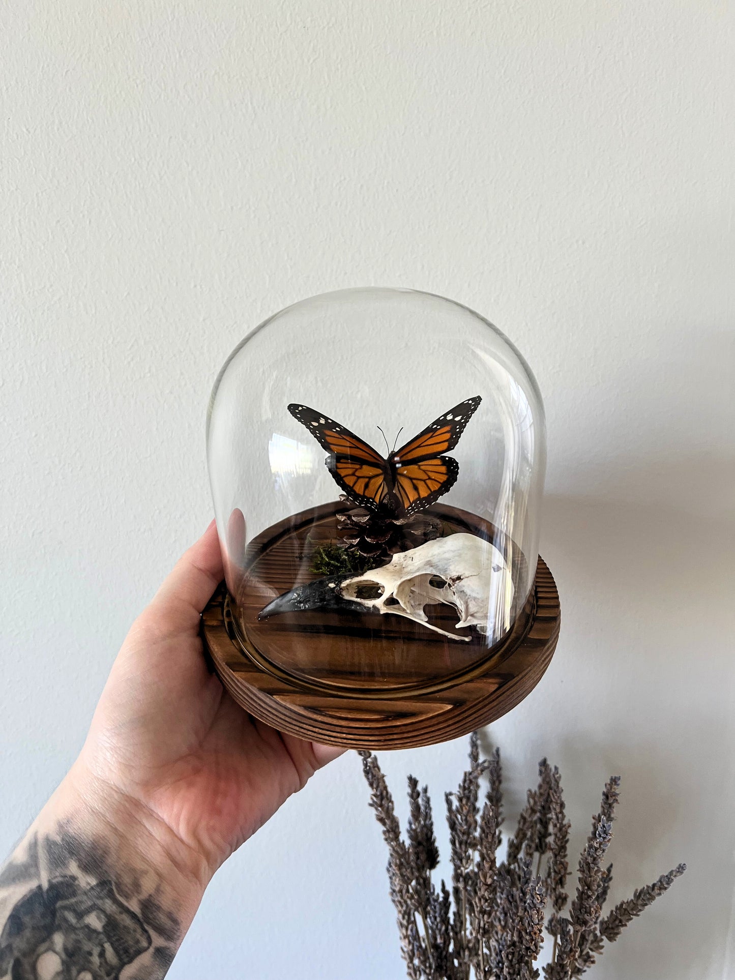 Monarch Butterfly (Danaus Plexippus) & Crow Skull (Corvus Corone) in Glass Dome