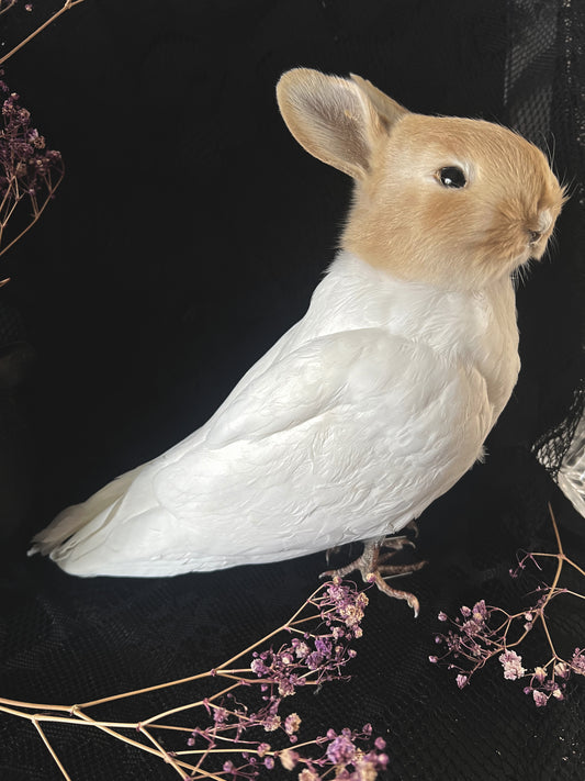 Taxidermy Bunny Bird - Red & White