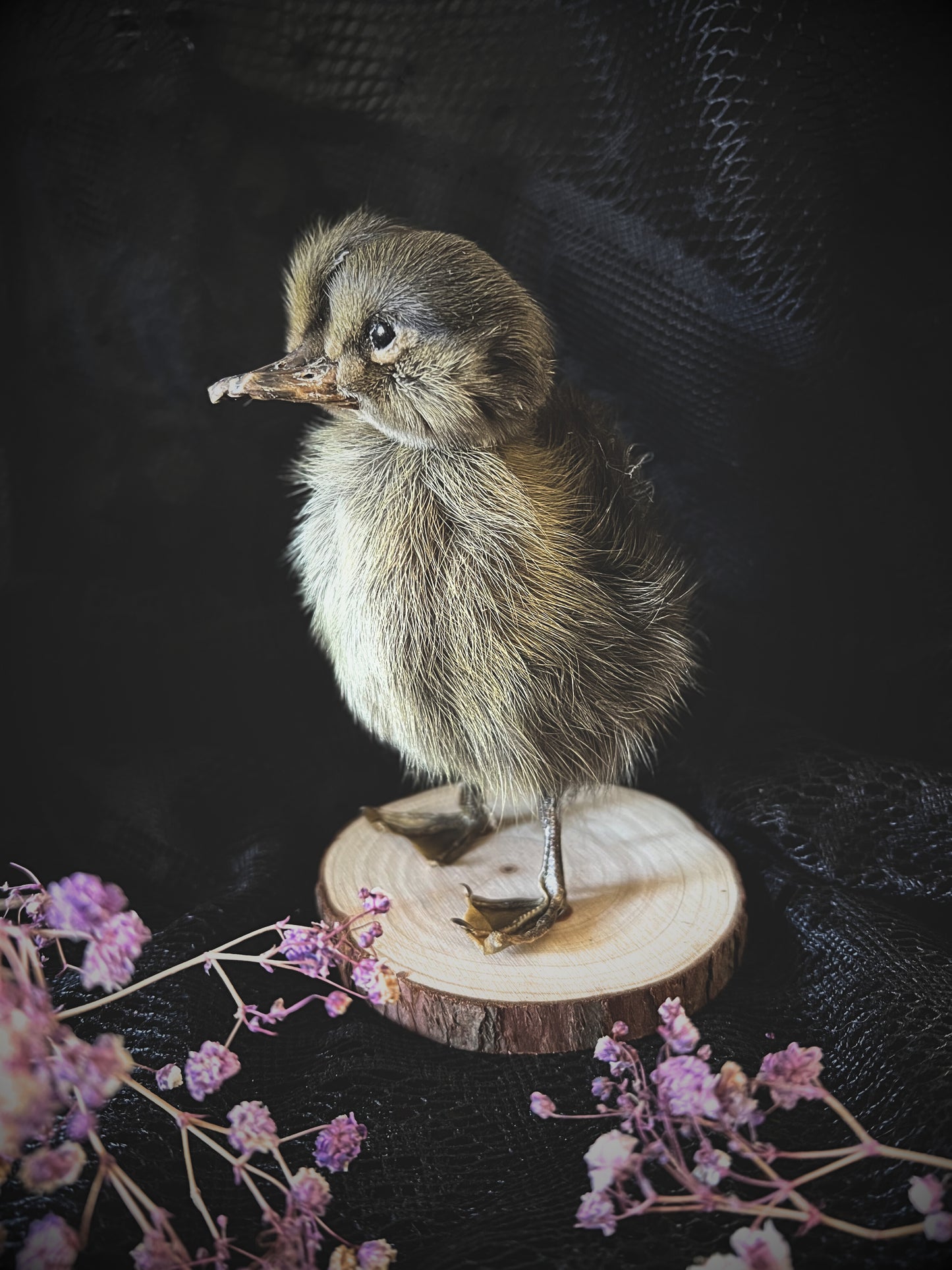 Two-Headed Taxidermy Brown Duckling on Natural Wood Slice