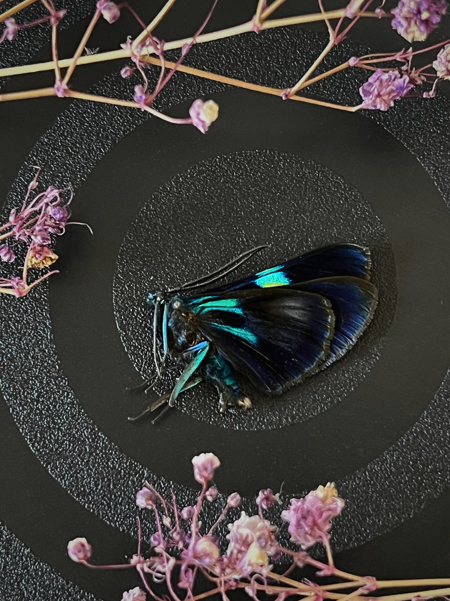 Blue Day Flying Moth (Milionia Delicatula) Unspread Specimen