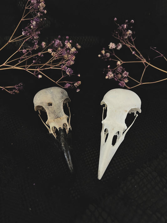 Crow Skull | Corvus Corone | B Quality (No Jawbone)