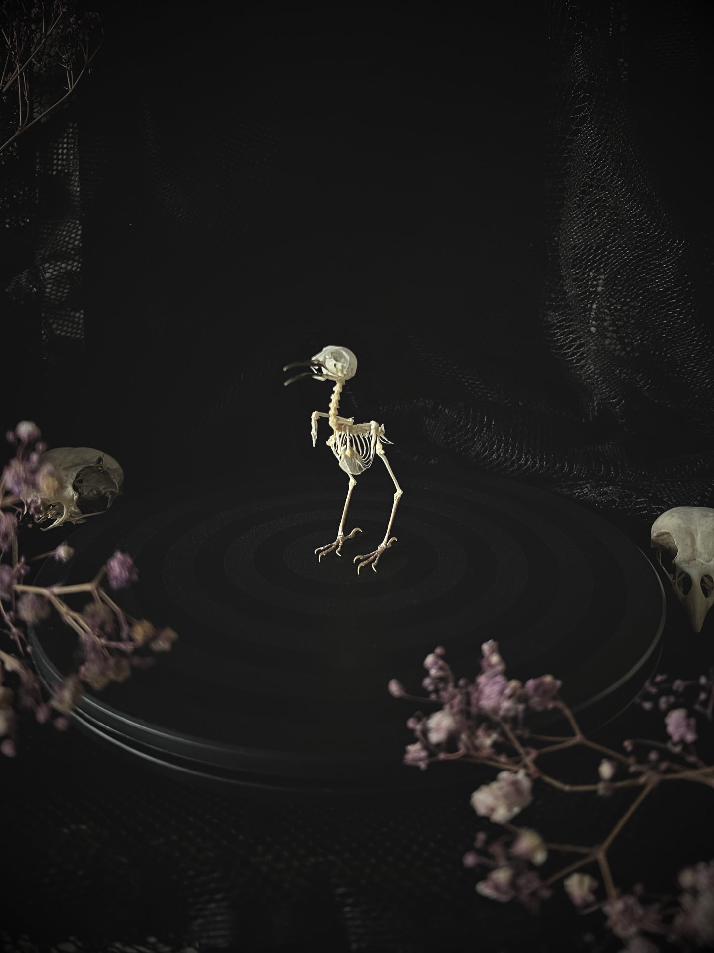 Plain Prinia (Prinia Inornata) Articulated Bird Skeleton