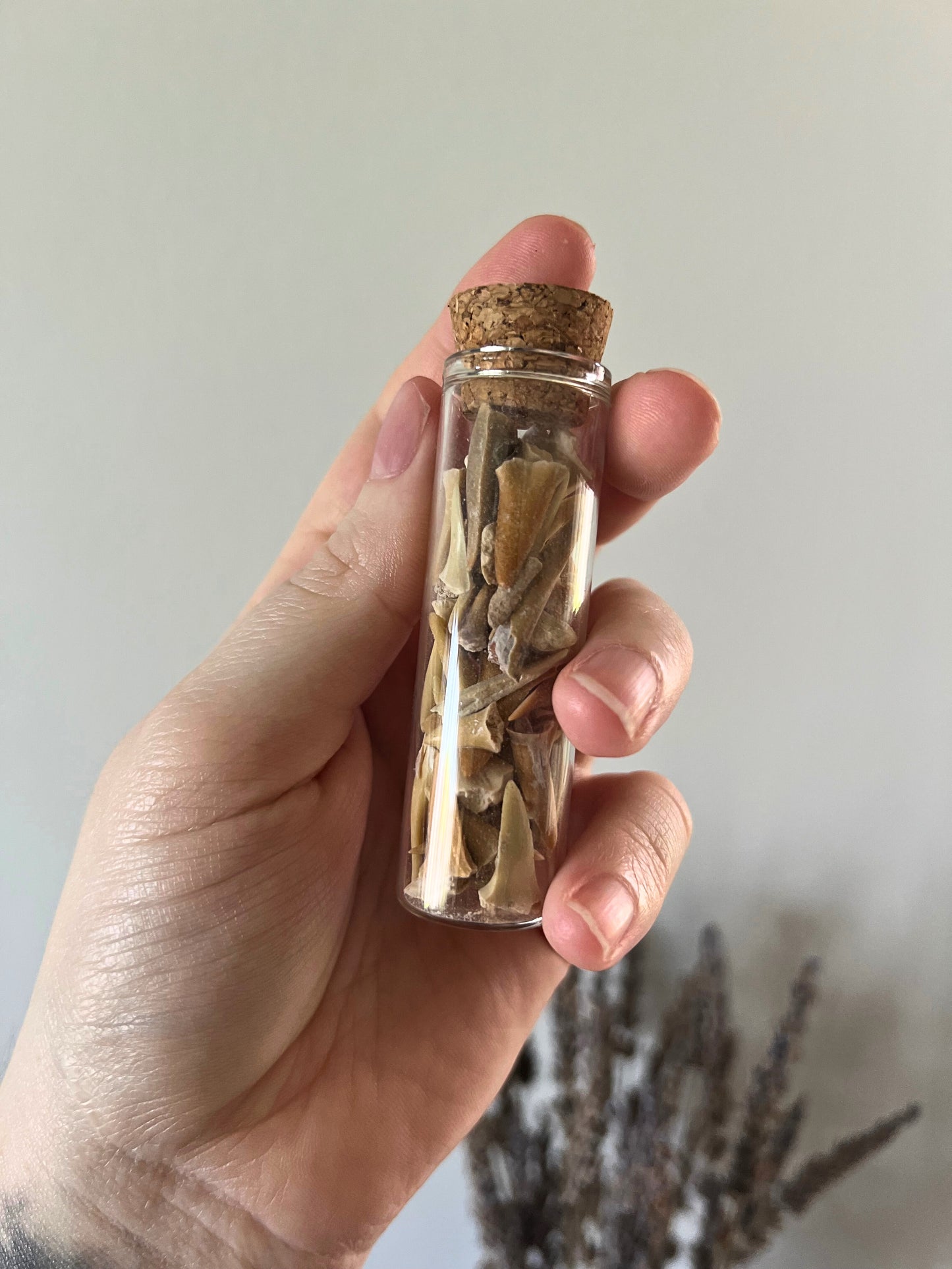 Fossil Shark Teeth in a Glass Jar