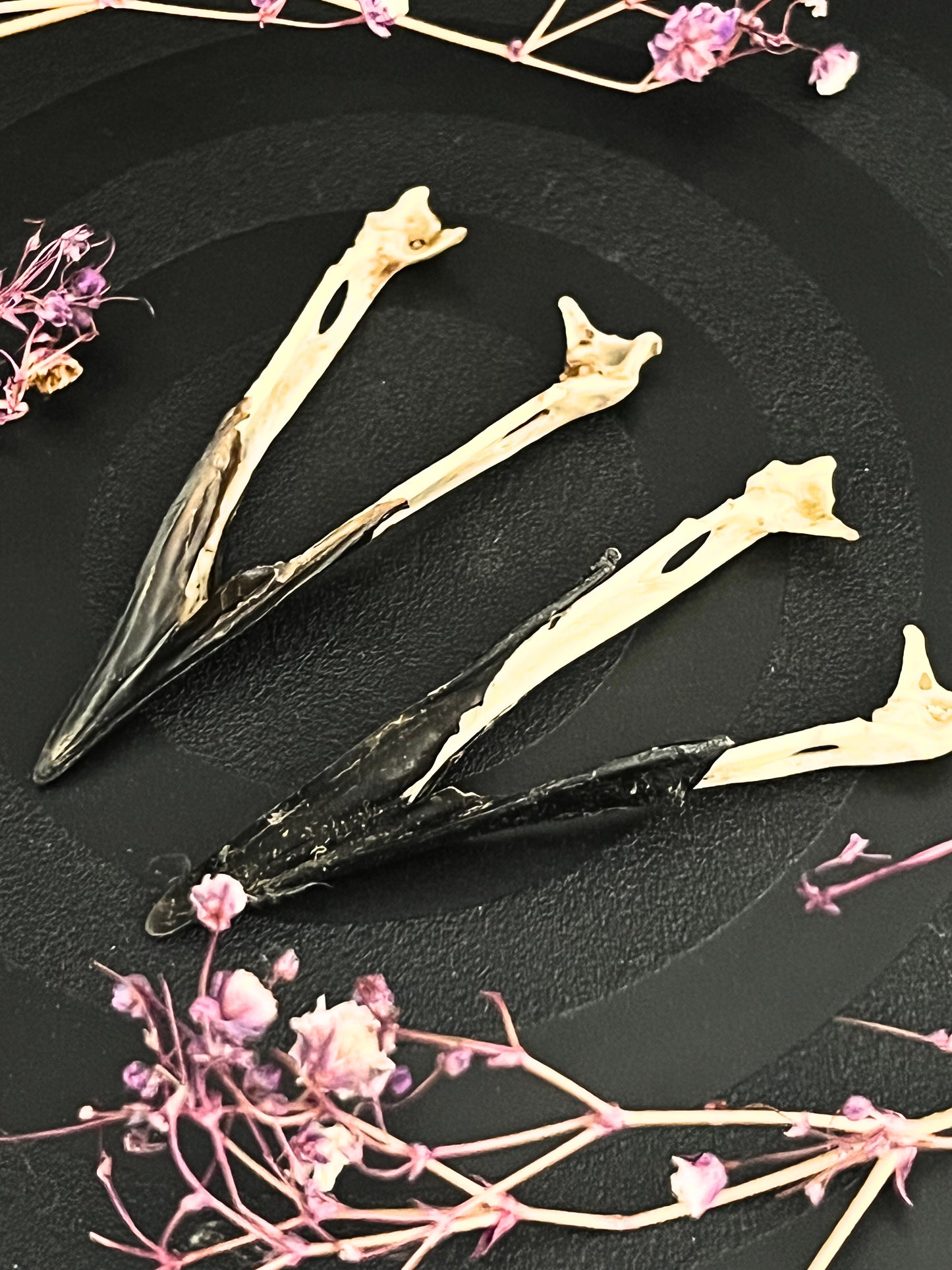 Magpie Jawbone (Pica Pica)
