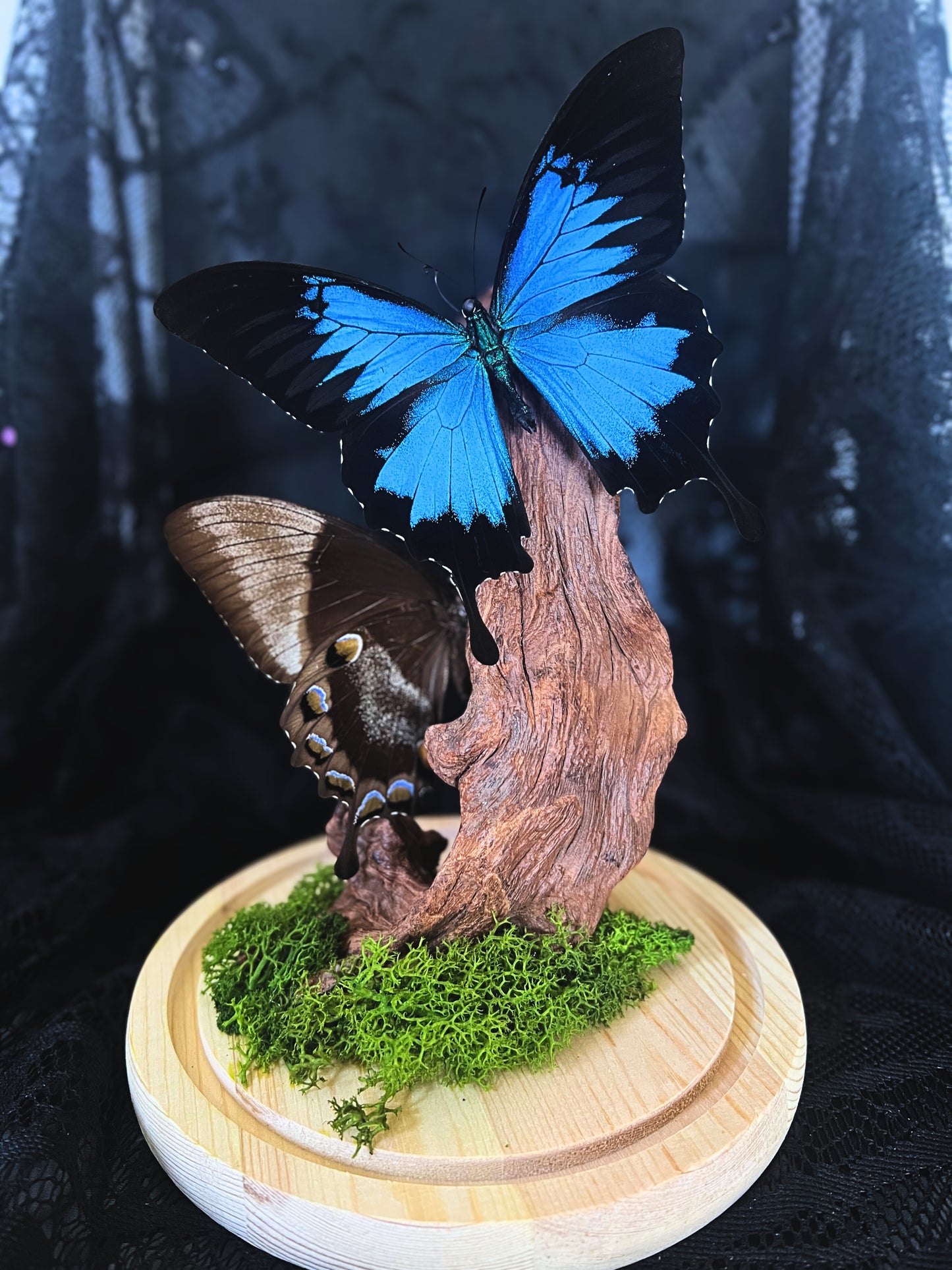 Female & Male Blue Mountain Swallowtail Butterfly (Papilio Ulysses) Pair in Glass Dome