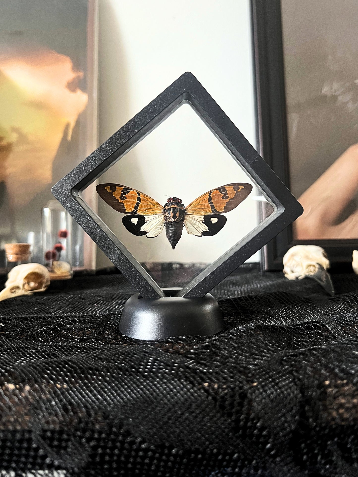 The Butterfly Cicada (Gaeana Festiva White) in Display Frame
