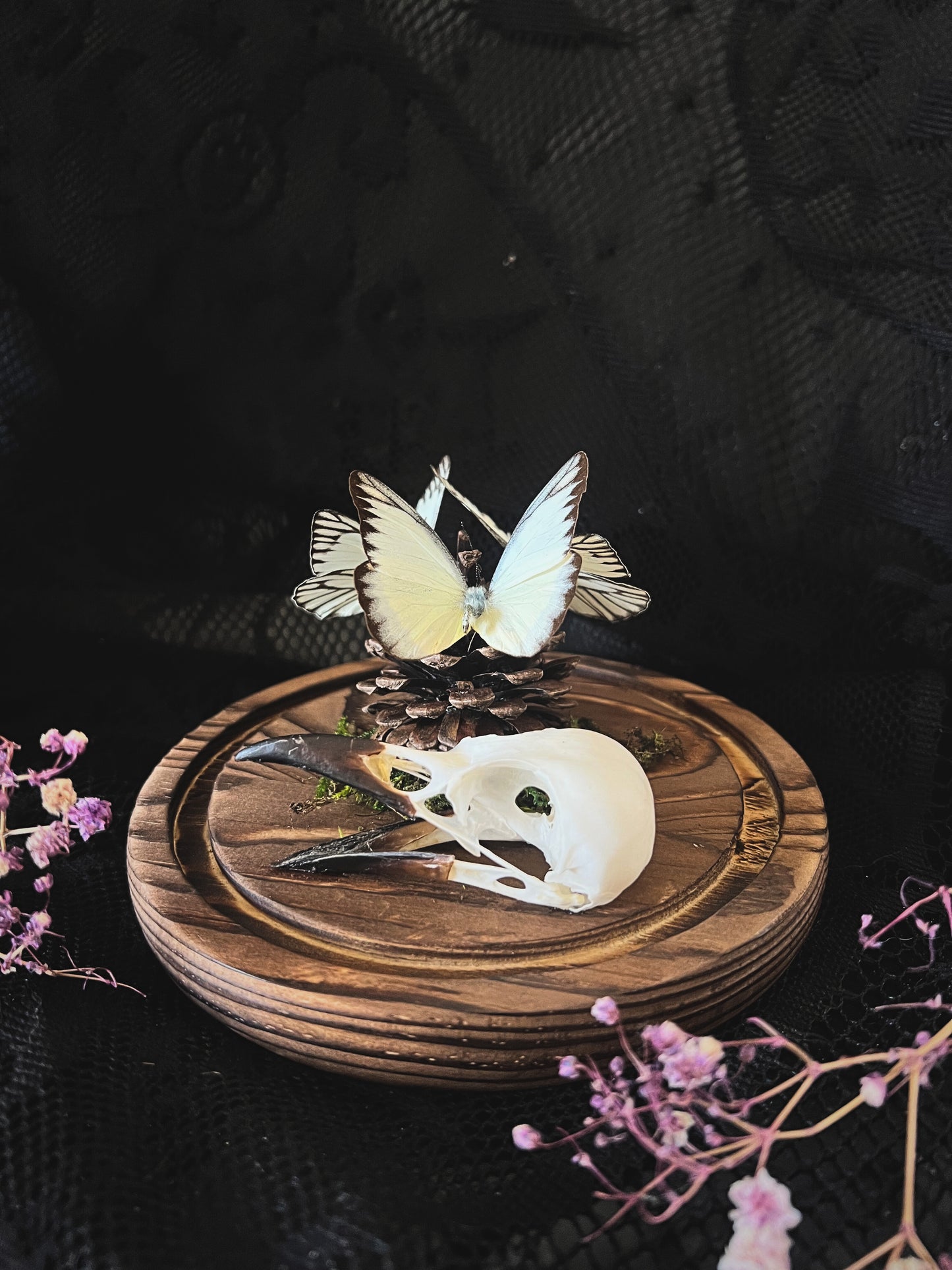 Eastern Striped Albatross Butterflies (Appias Libythea Olferna) & Crow Skull (Corvus Corone) in Glass Dome