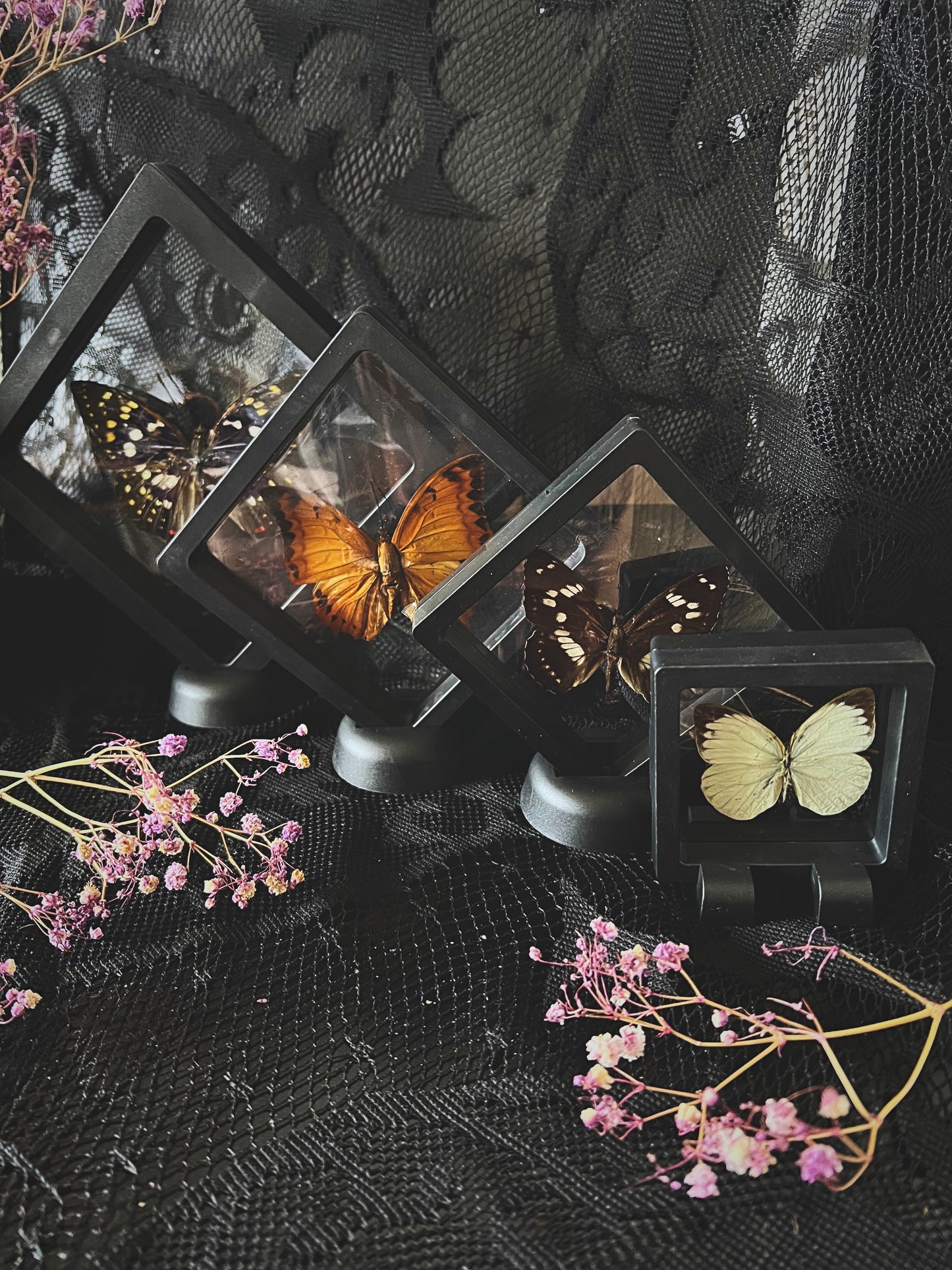 Butterfly in Display Case | Lucky Dip