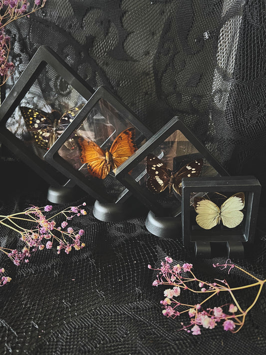 Butterfly in Display Case | Lucky Dip