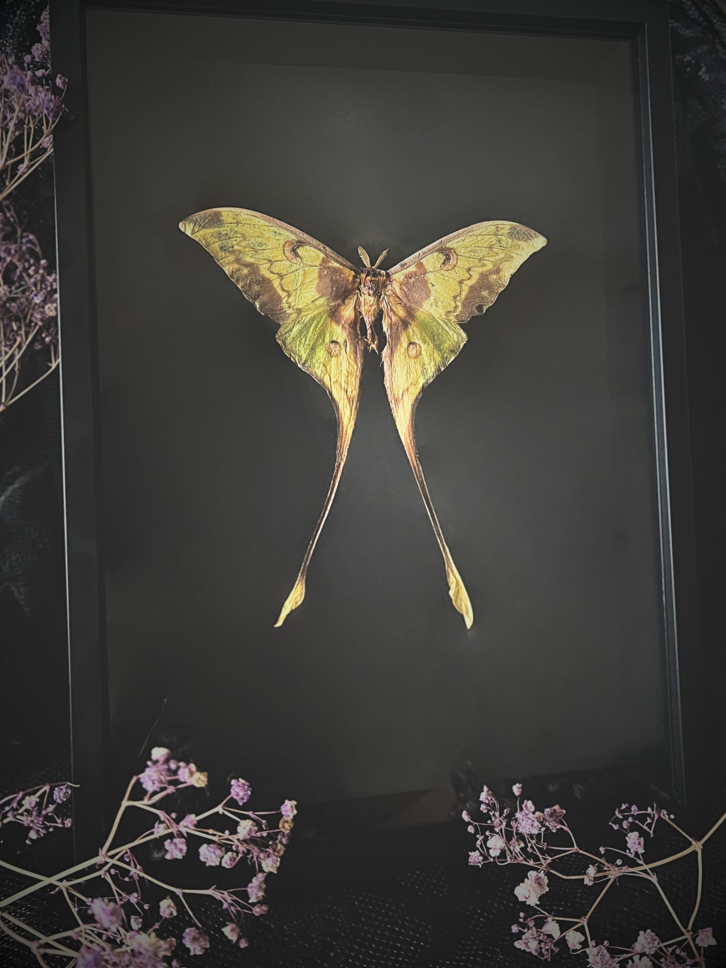 Malaysian Moon Moth (Actias Maenas) in Shadow Box Frame