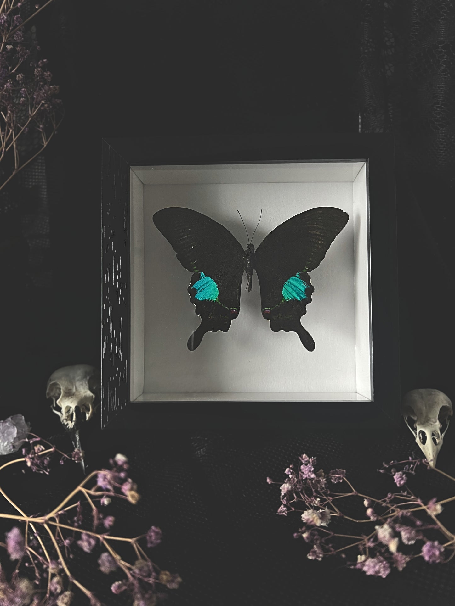 Tamil Peacock Swallowtail Butterfly (Papilio Paris Tamilana) in Shadow Box Frame
