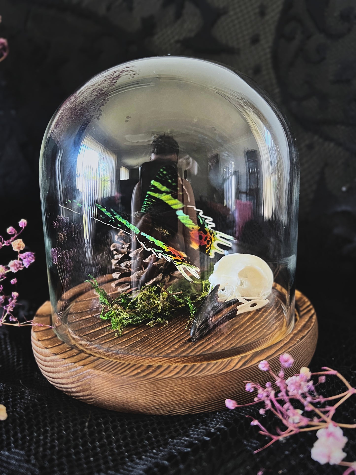 Madagascan Sunset Moth (Urania Ripheus, Chrysiridia Rhipheus) & Magpie Skull (Pica Pica) in Glass Dome