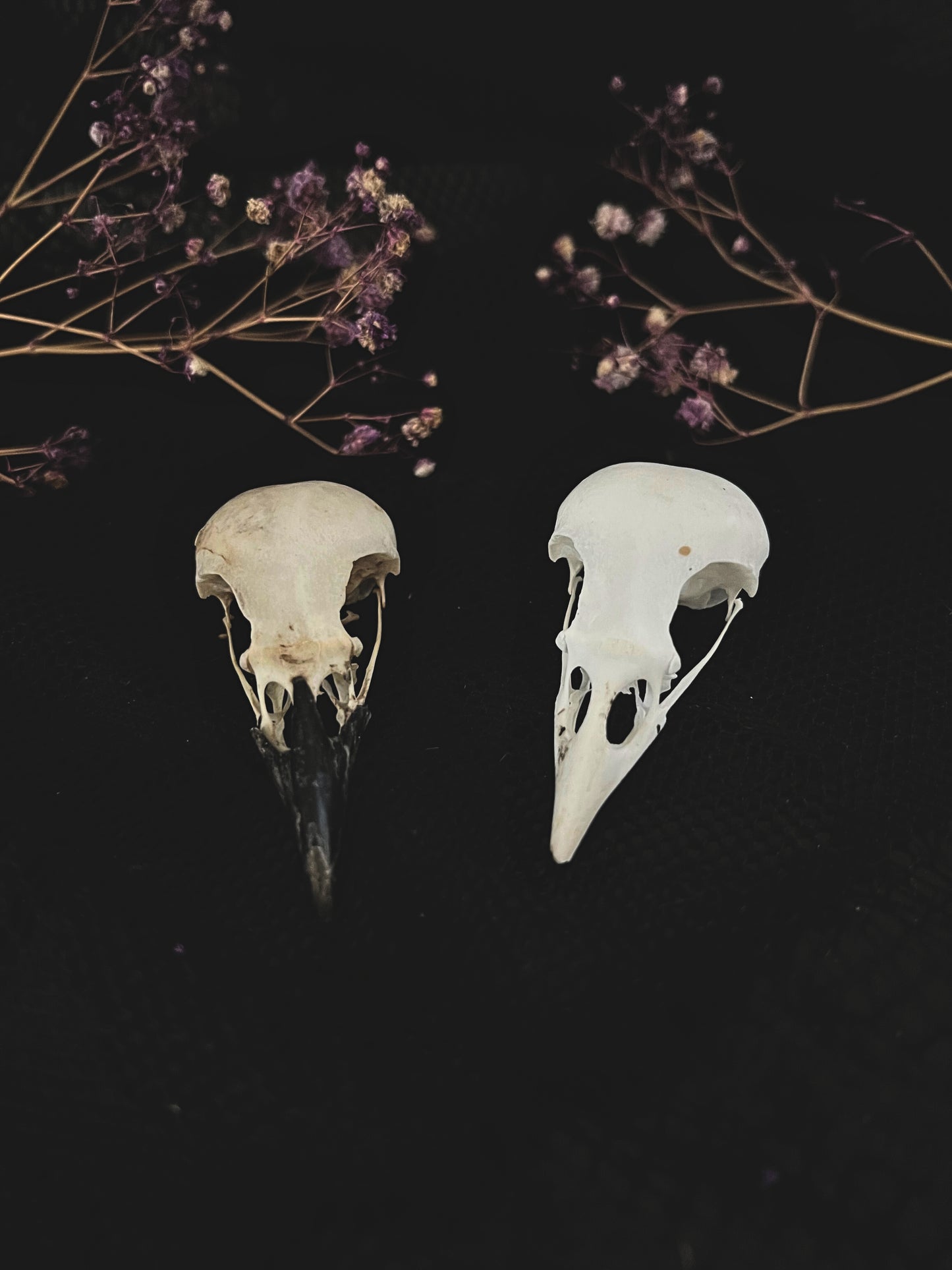 Magpie Skull | Pica Pica | B Quality (No Jawbone)