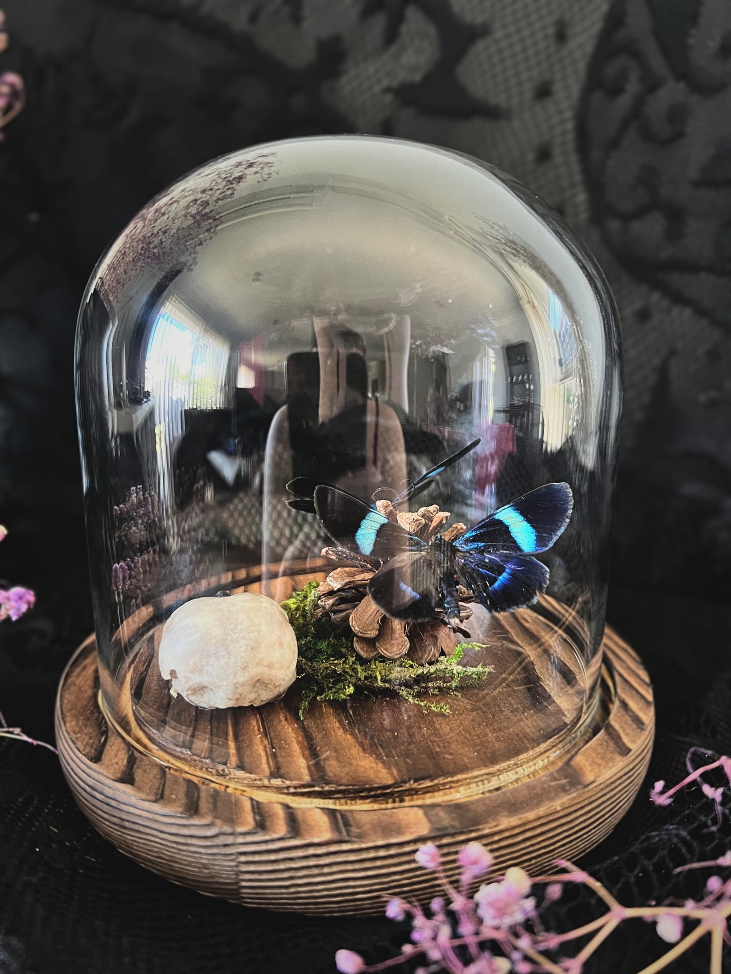 Blue Day Flying Moths (Milionia Delicatula) & Magpie Skull (Corvus Corone) in Glass Dome