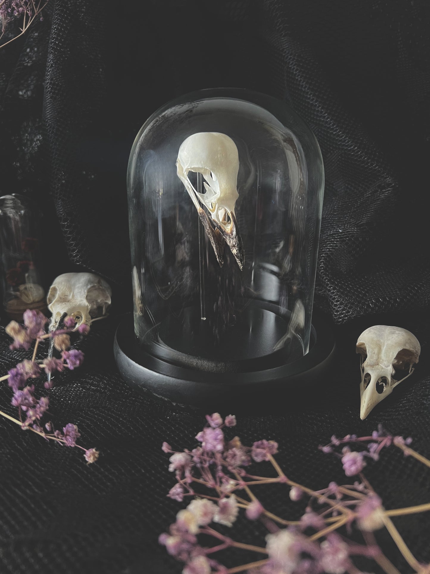 Complete Eurasian Magpie Skull (Pica Pica) in Glass Dome | A Quality