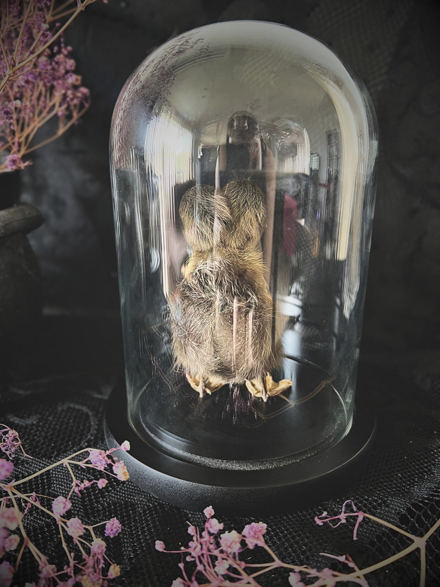 Two-Headed Taxidermy Brown Duckling in Glass Dome