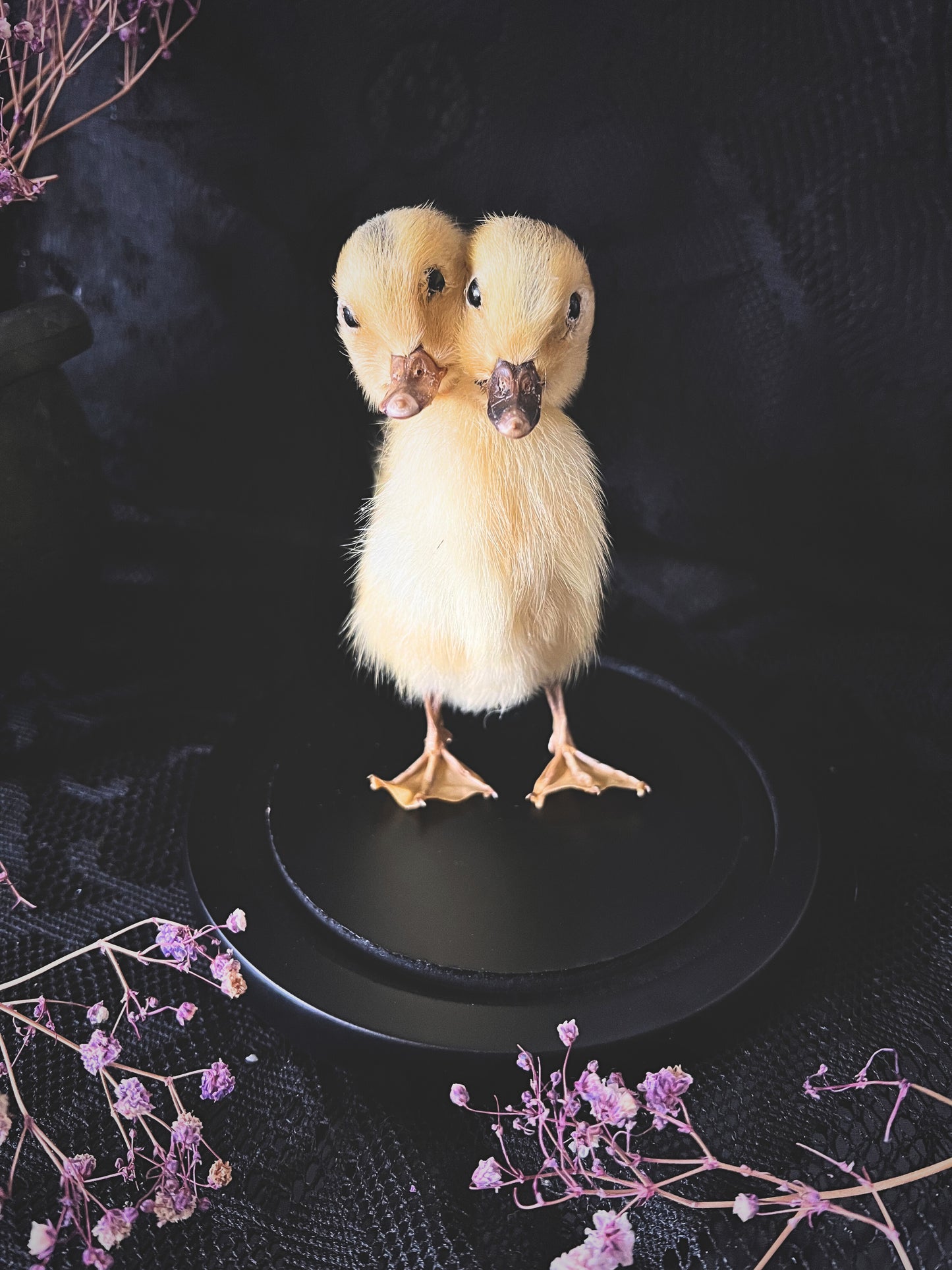 Two-Headed Taxidermy Yellow Duckling in Glass Dome