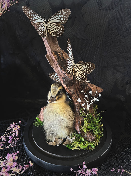 Taxidermy Striped Duckling & Blue Glassy Tiger Trio (Ideopsis Vulgaris) in Glass Dome