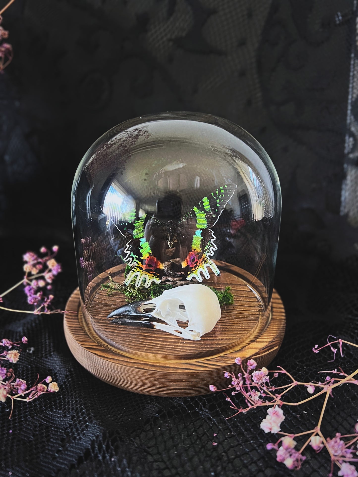 Madagascan Sunset Moth (Urania Ripheus, Chrysiridia Rhipheus) & Magpie Skull (Pica Pica) in Glass Dome