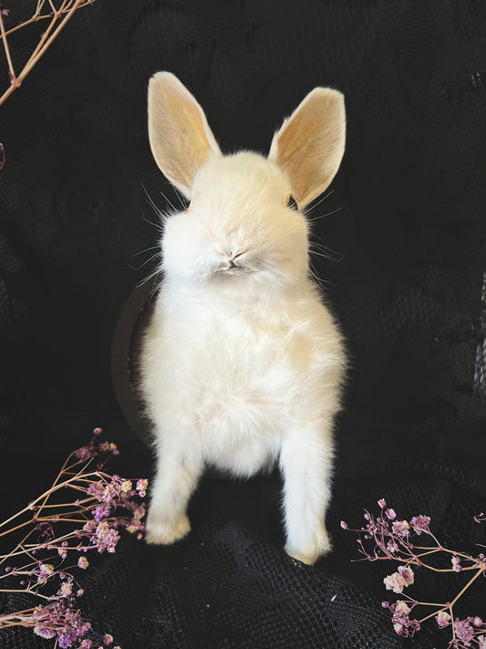Taxidermy Bunny Head - Wall Plaque - White