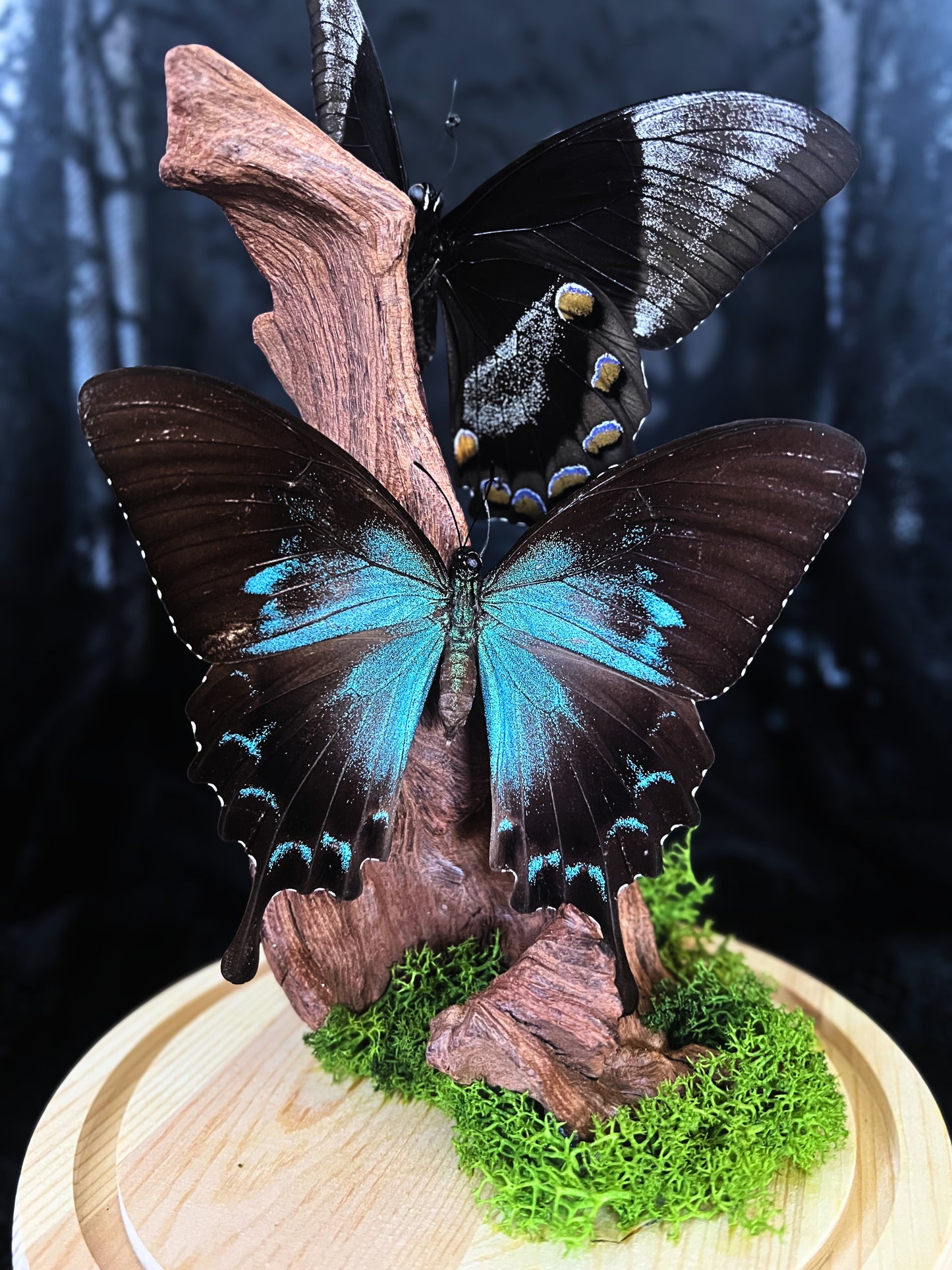 Female & Male Blue Mountain Swallowtail Butterfly (Papilio Ulysses) Pair in Glass Dome