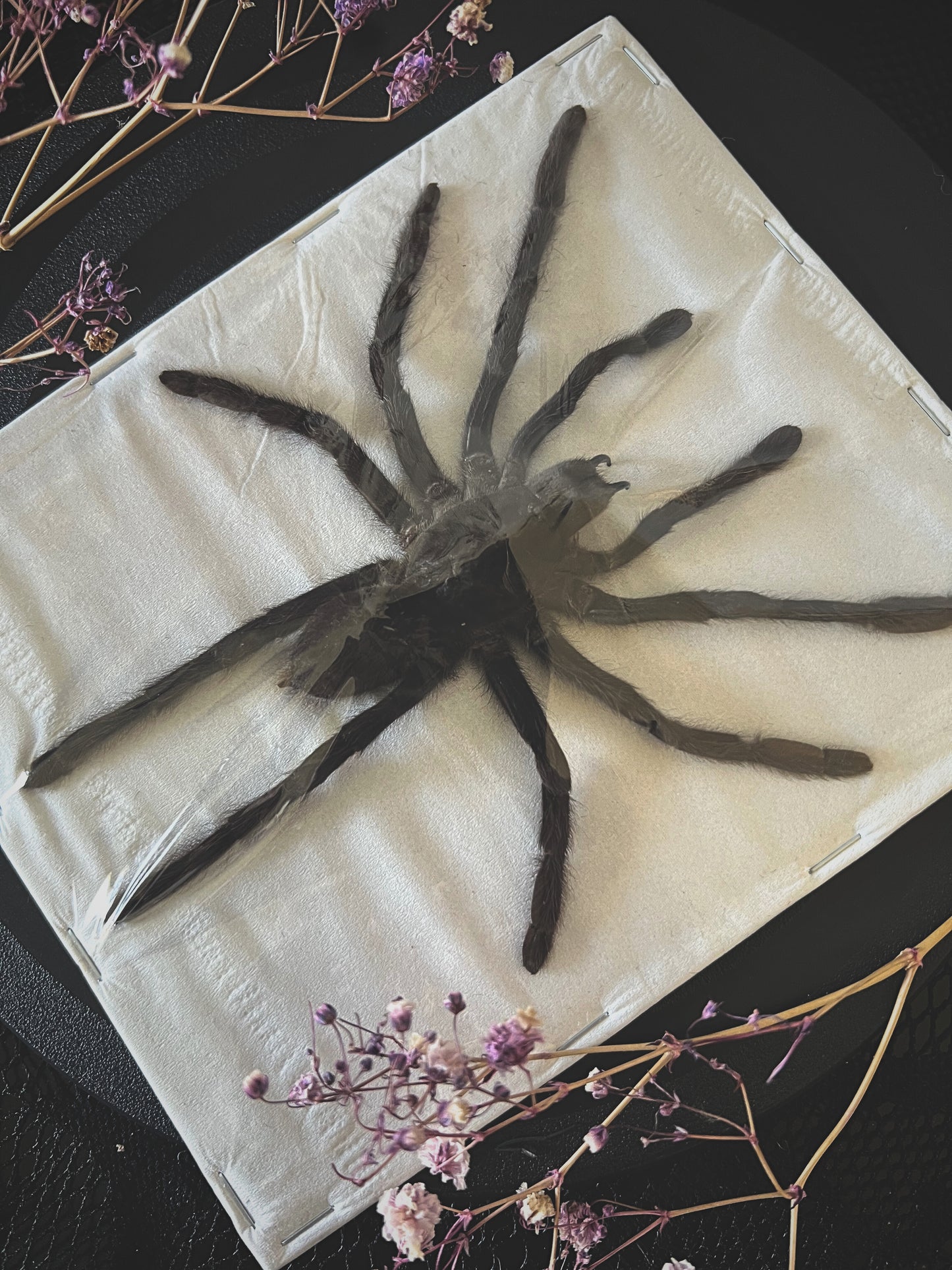 Java Yellow Kneed Tarantula (Selenocosmia Dolichoplectra) XL Spread Specimen