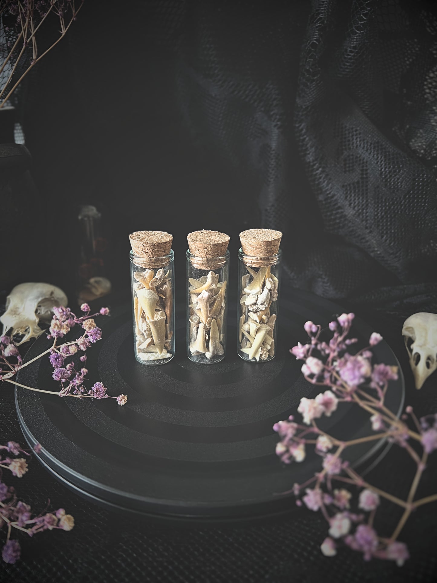 Fossil Shark Teeth in a Glass Jar