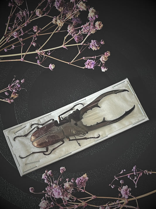 Bronze Stag Beetle (Cyclommatus Metallifer Aenomicans) Dehydrated Specimen