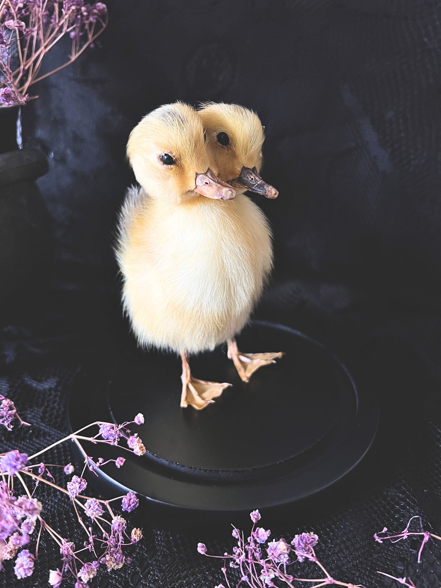 Two-Headed Taxidermy Yellow Duckling in Glass Dome