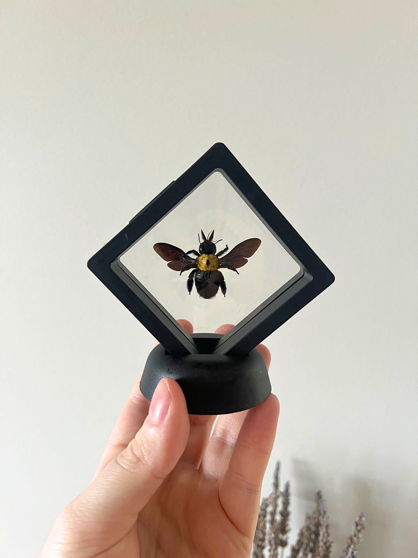 Yellow Carpenter Bee (Xylocopa Aestuans) in Display Case | Female