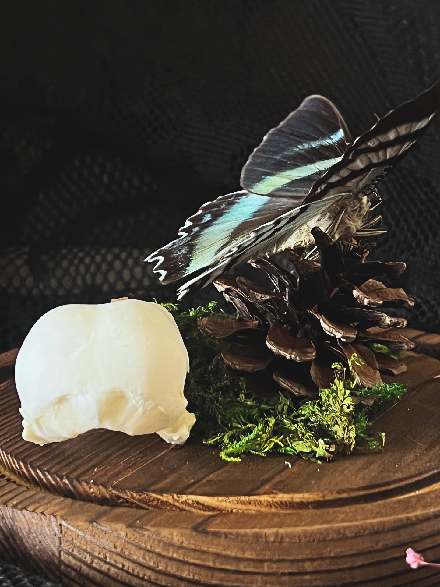 Swallowtail Moth (Alcides Orontes) & Crow Skull (Corvus Corone) in Glass Dome