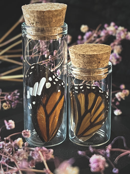 Monarch Butterfly (Danaus Plexippus) Wing Pair in Glass Jars