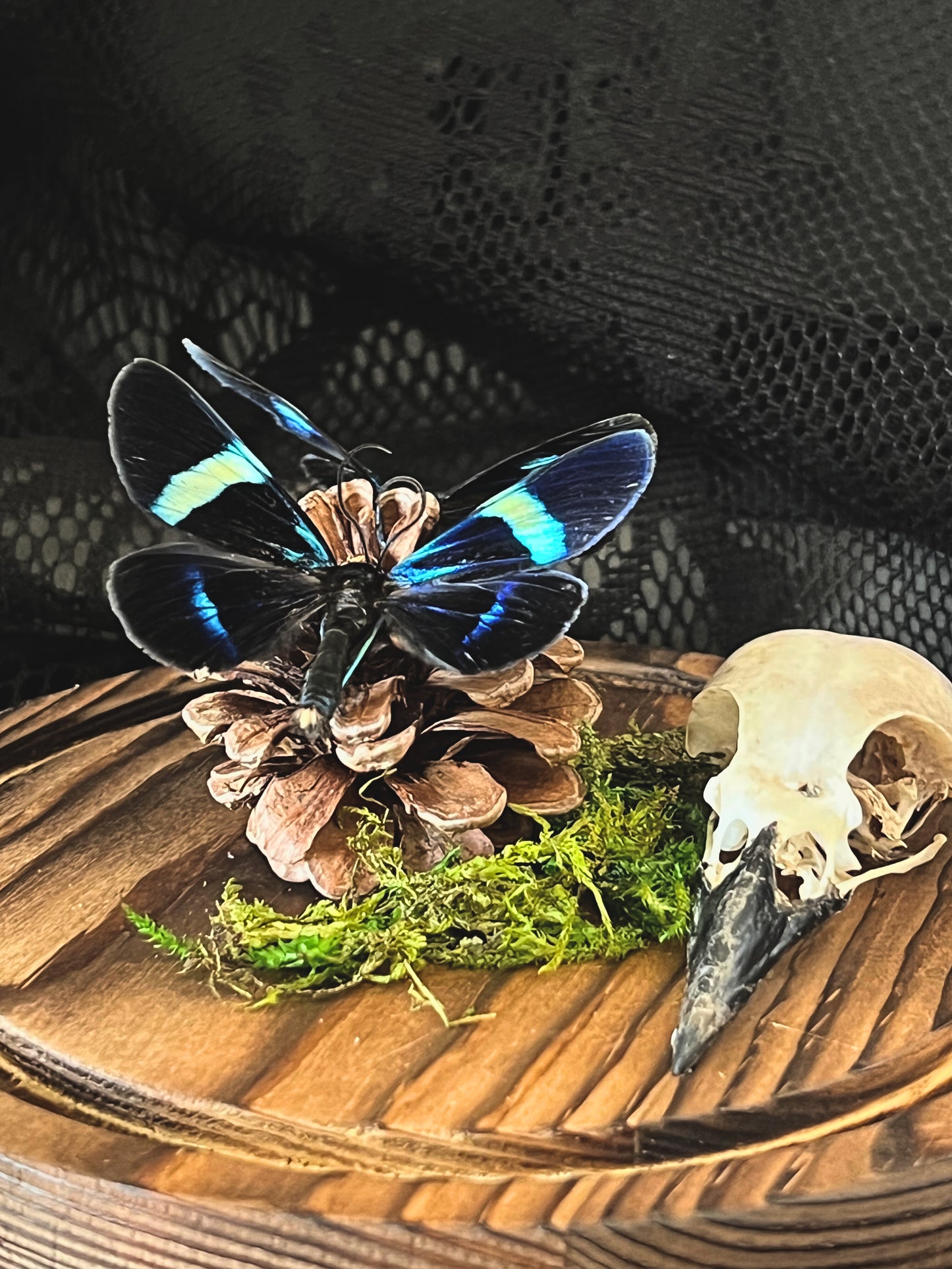 Blue Day Flying Moths (Milionia Delicatula) & Magpie Skull (Corvus Corone) in Glass Dome