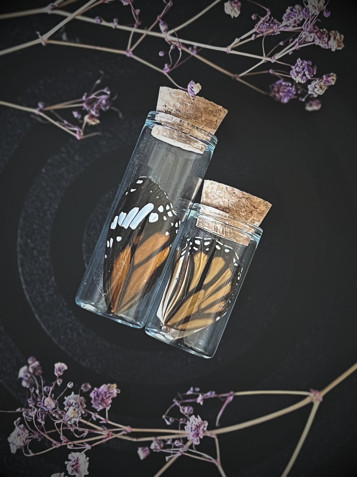 Monarch Butterfly (Danaus Plexippus) Wing Pair in Glass Jars