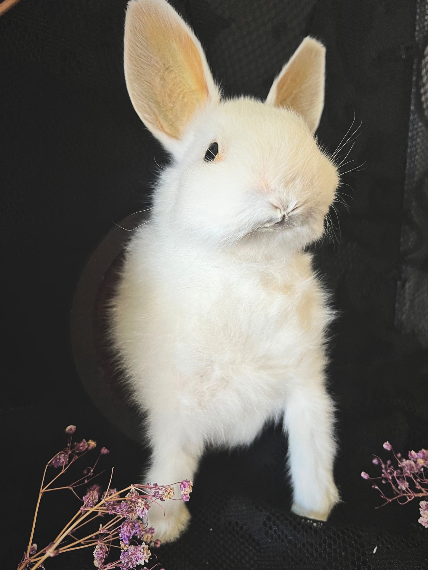 Taxidermy Bunny Head - Wall Plaque - White