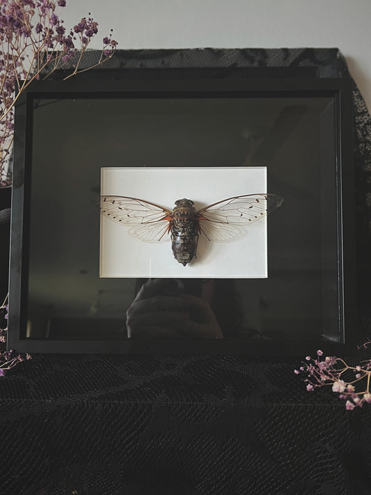 Empress Cicada (Pomponia Imperatoria) in Shadow Box Frame