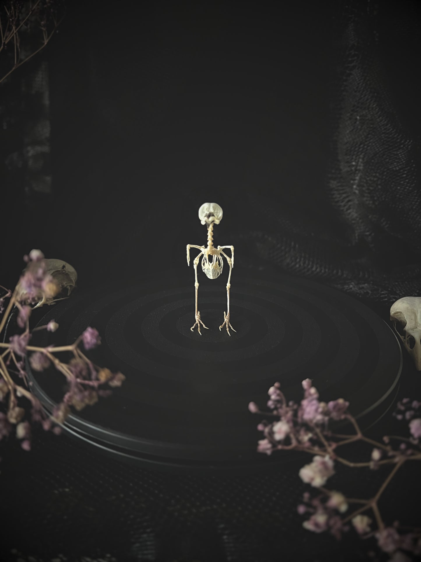 Plain Prinia (Prinia Inornata) Articulated Bird Skeleton