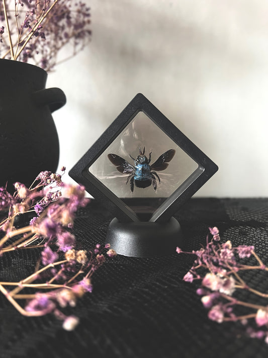 Blue Carpenter Bee (Xylocopa Caerulea) in Display Case | Female