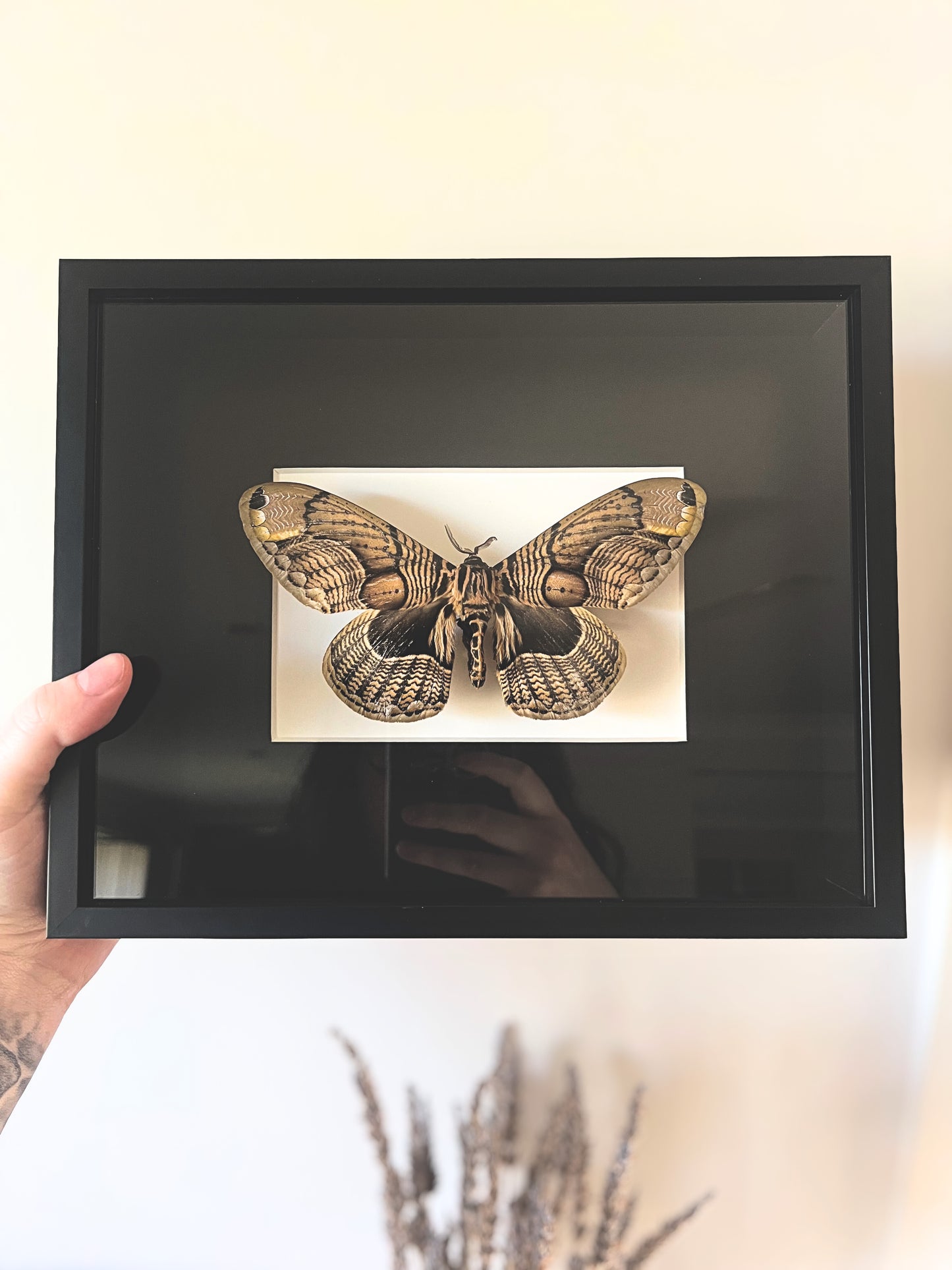Owl Moth (Brahmaea Wallichii) Moth in Frame