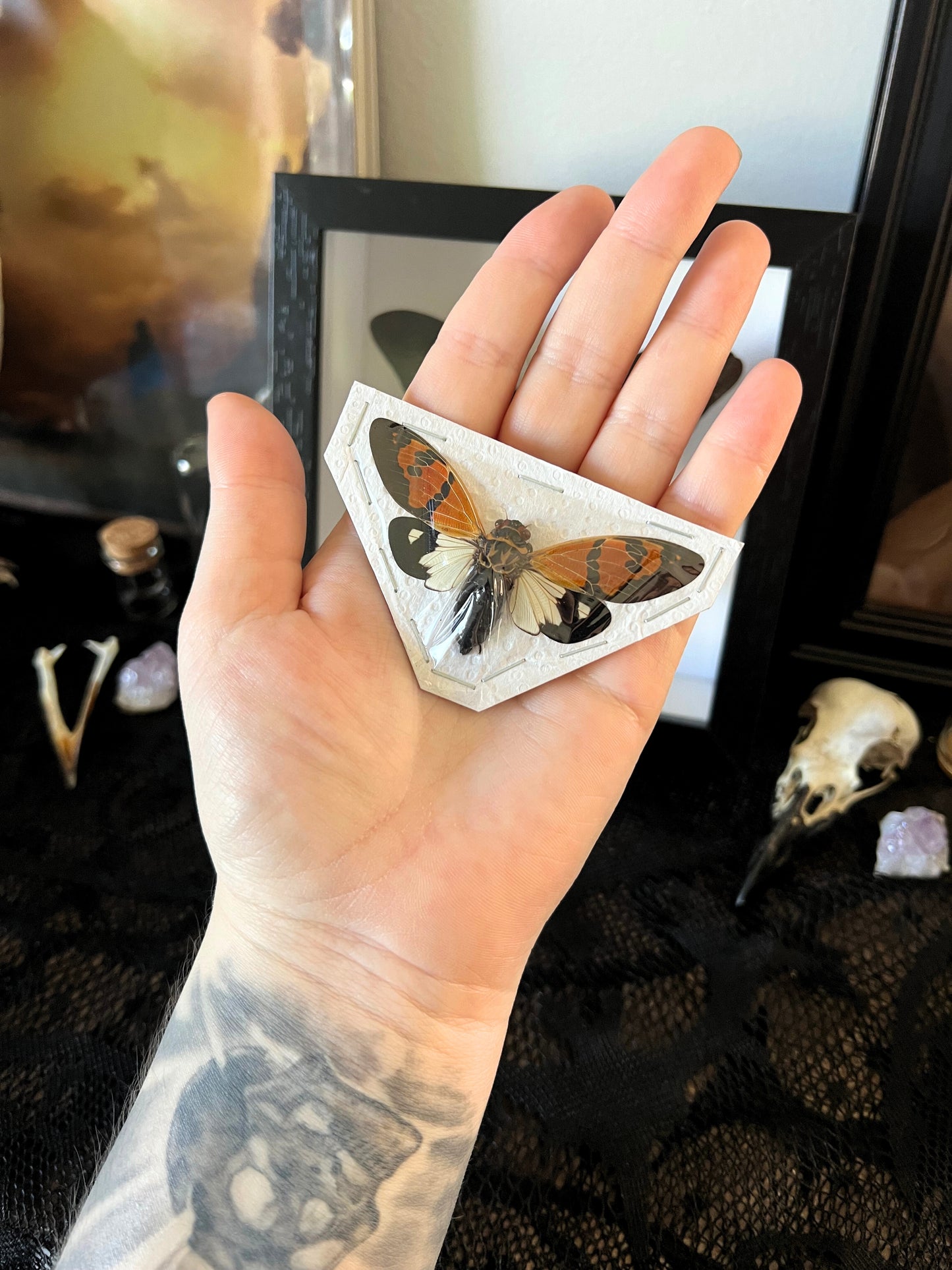The Butterfly Cicada (Gaeana Festiva White) Spread Specimen