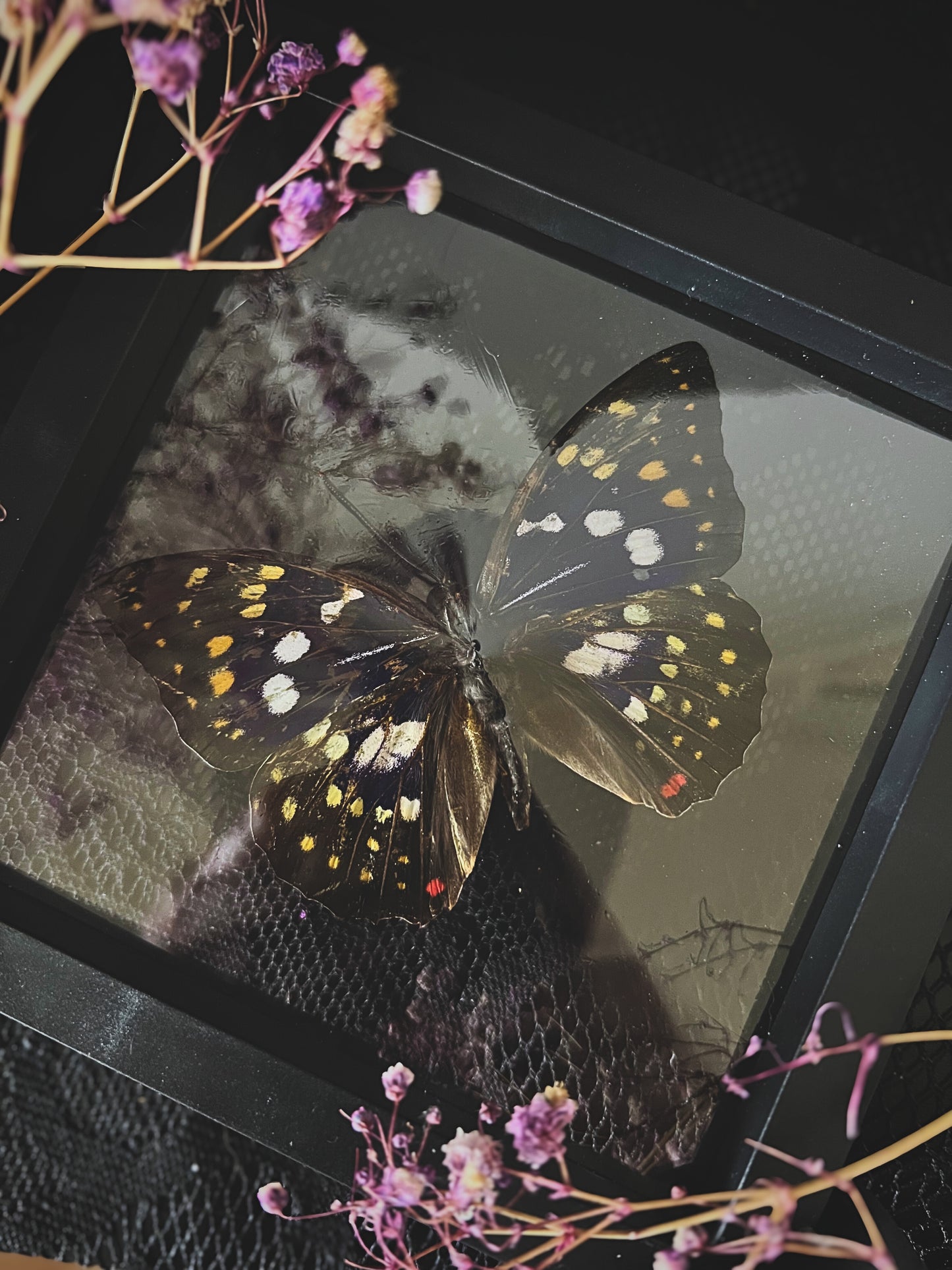 Butterfly in Display Case | Lucky Dip