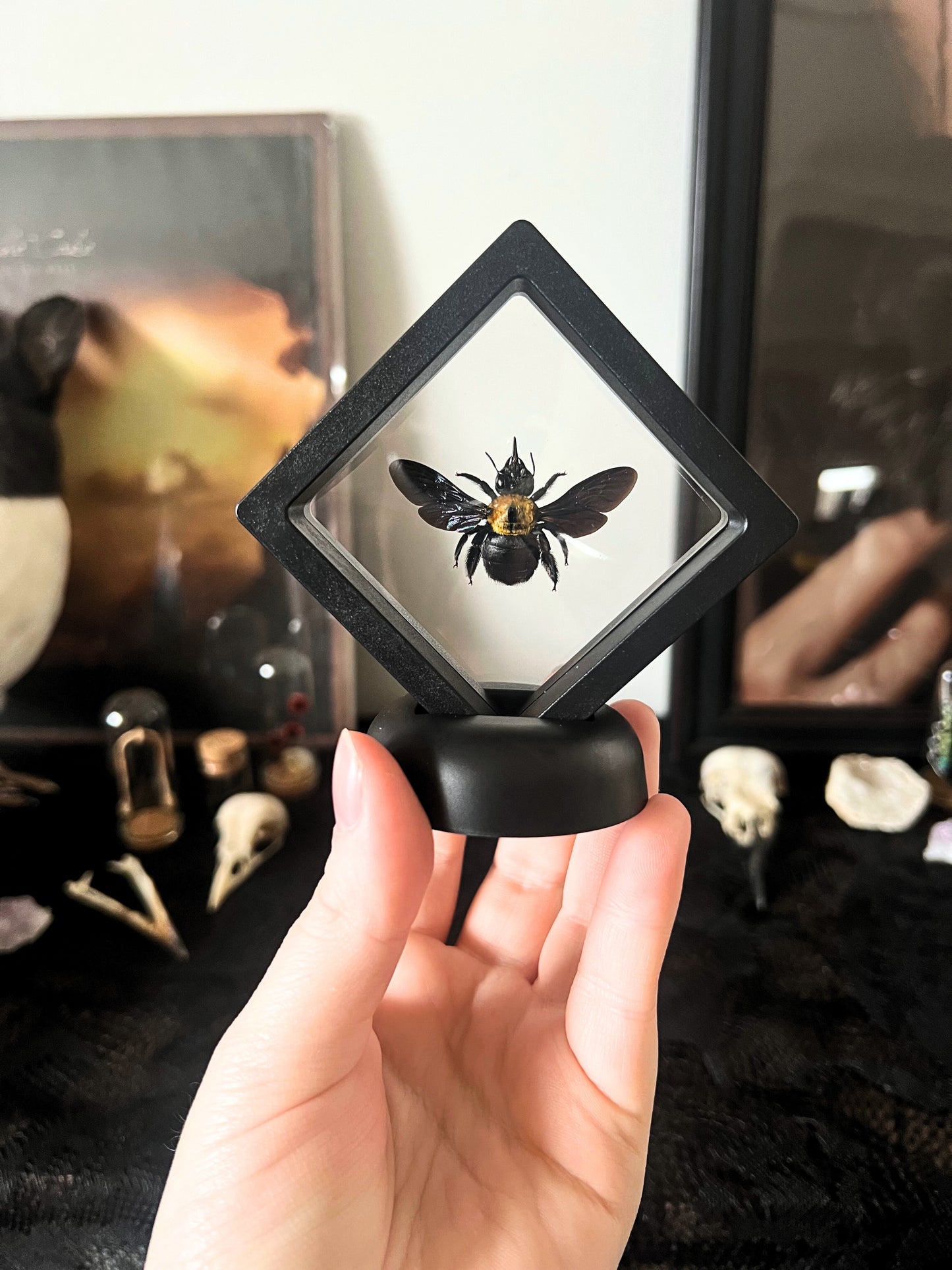 Yellow Carpenter Bee (Xylocopa Aestuans) in Display Case | Female
