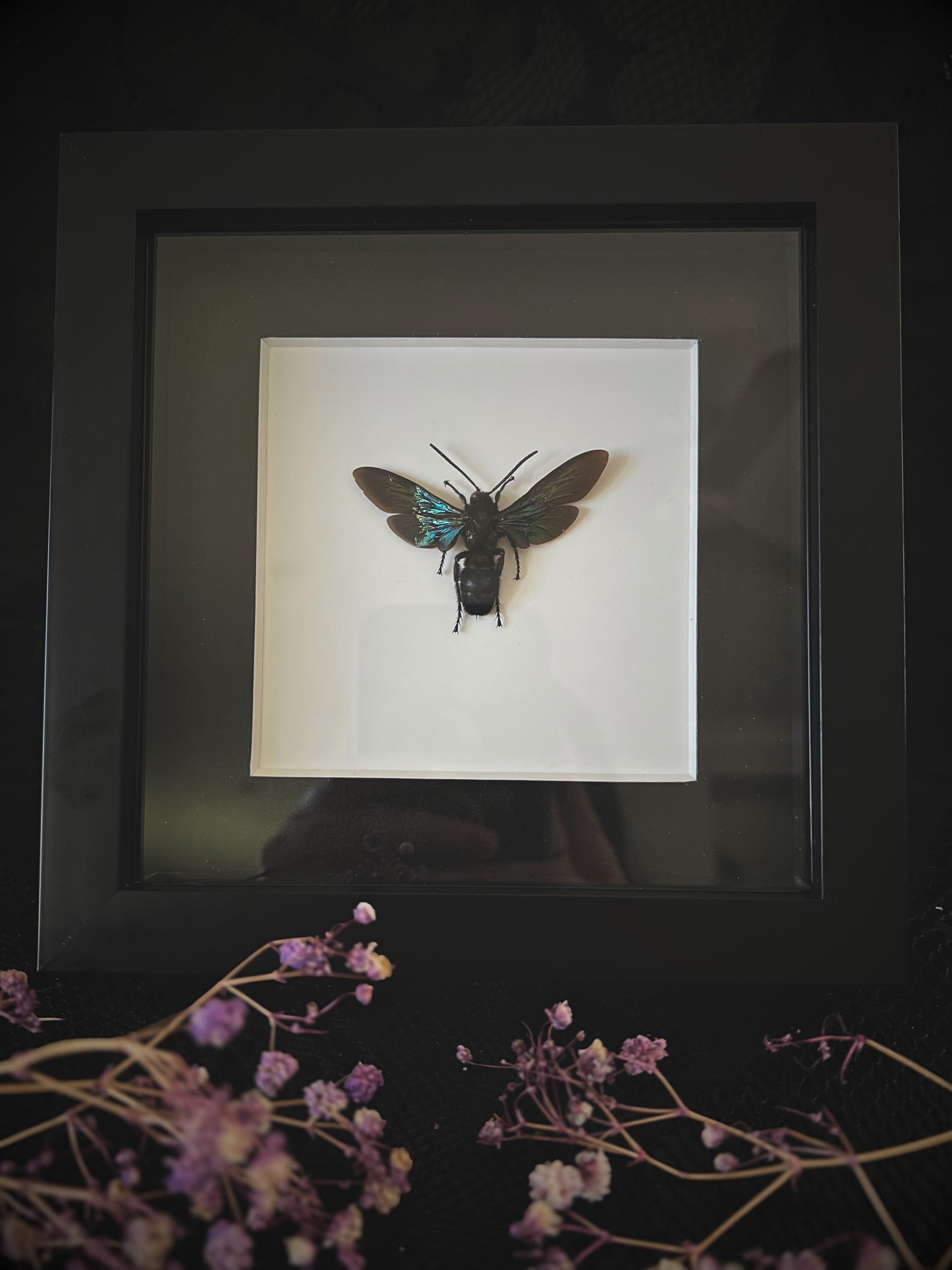 Giant Iridescent Hornet (Megascolia Velutina Ducalis) in Shadow Box Frame