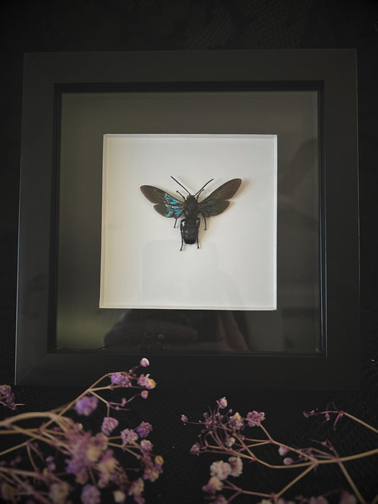 Giant Iridescent Hornet (Megascolia Velutina Ducalis) in Shadow Box Frame
