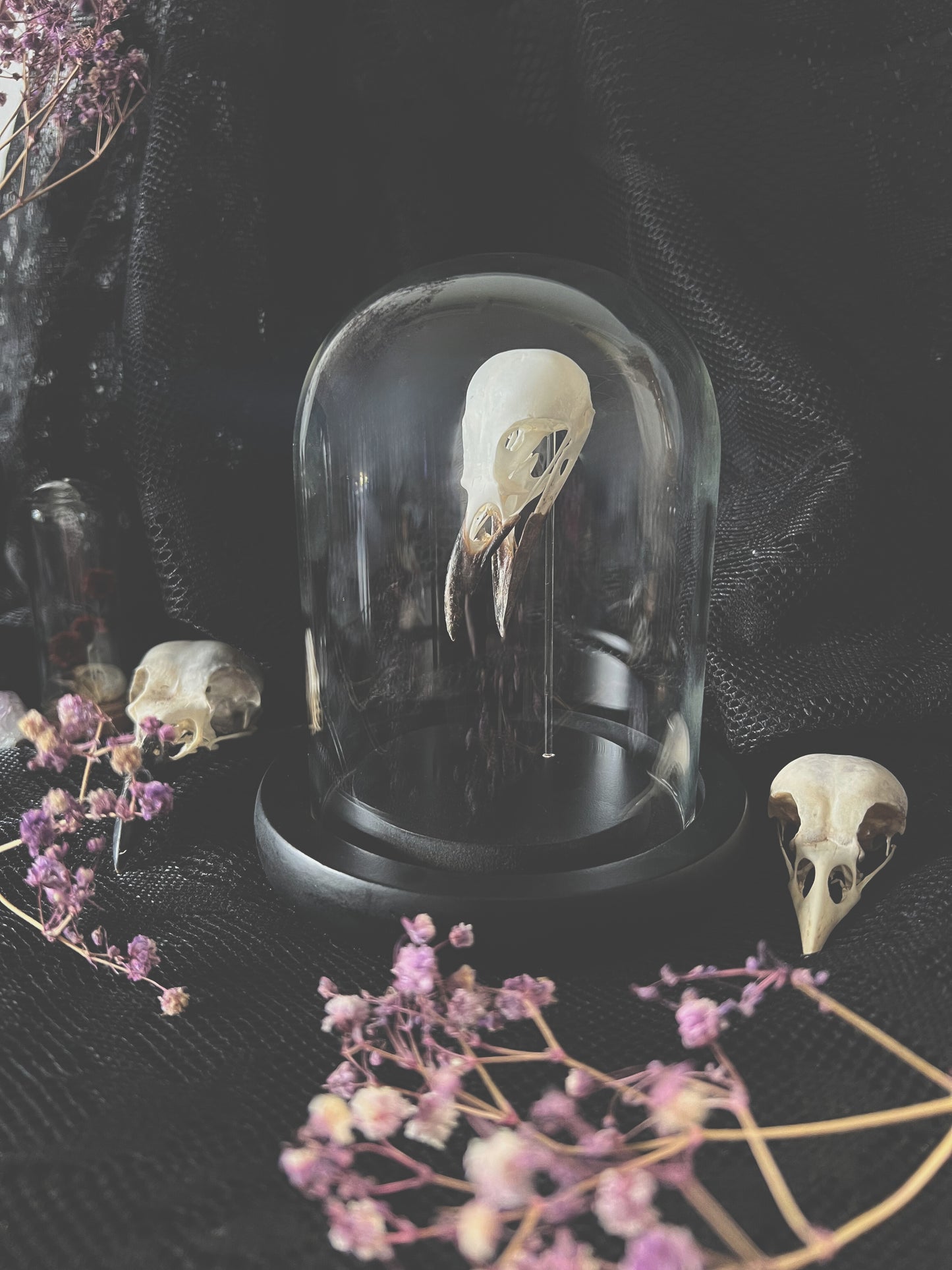 Complete Eurasian Magpie Skull (Pica Pica) in Glass Dome | A Quality