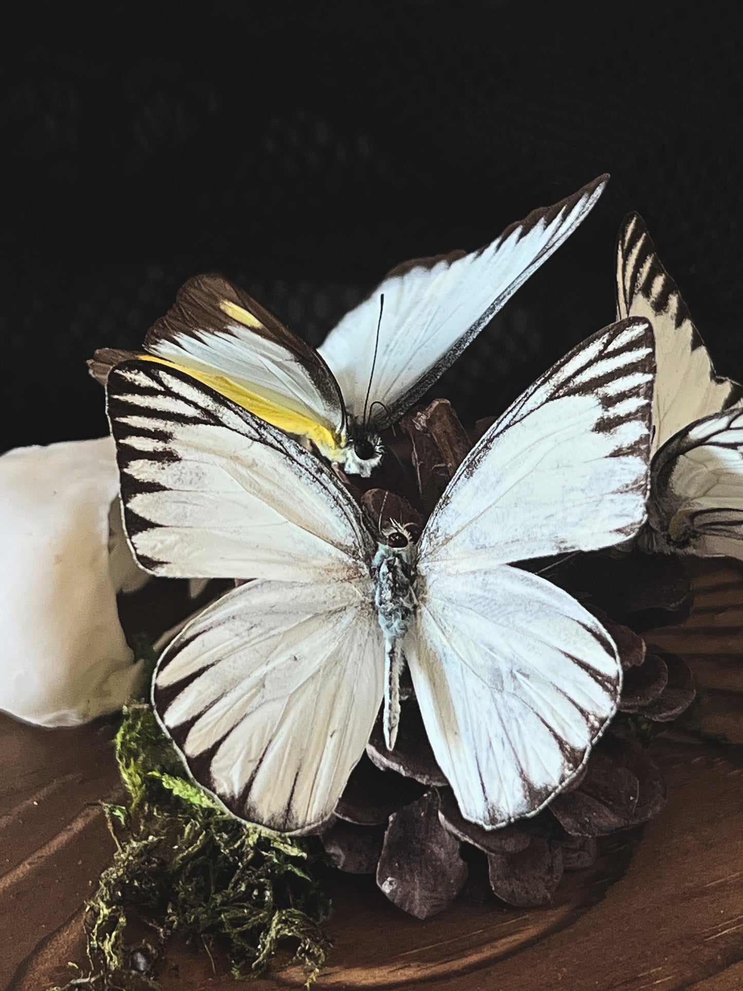 Eastern Striped Albatross Butterflies (Appias Libythea Olferna) & Crow Skull (Corvus Corone) in Glass Dome