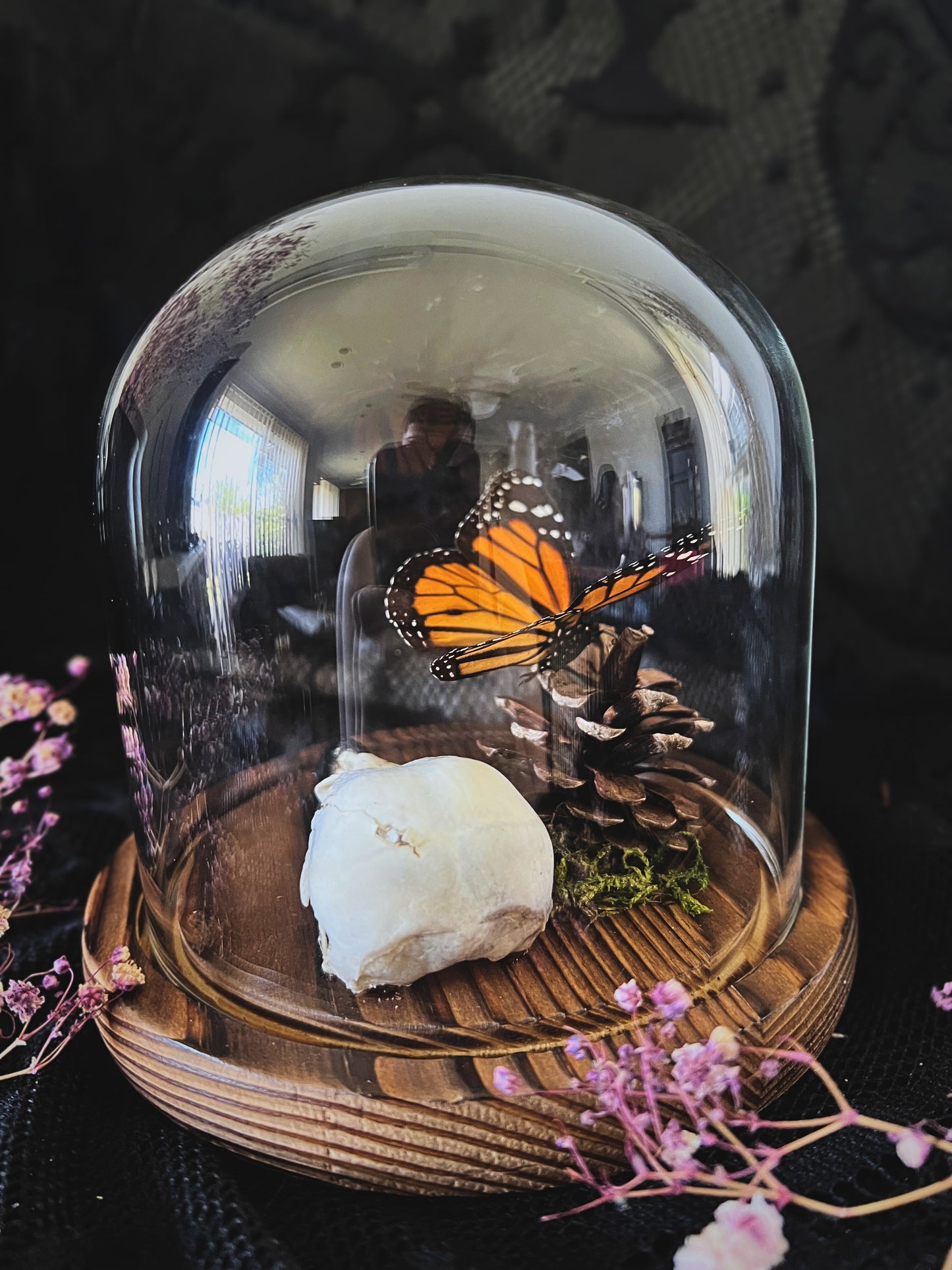 Monarch Butterfly (Danaus Plexippus) & Crow Skull (Corvus Corone) in Glass Dome